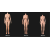Select your desired height of the doll（Customizable） 